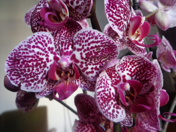 Orchids Paintings for Christmas: Festive Illustrations